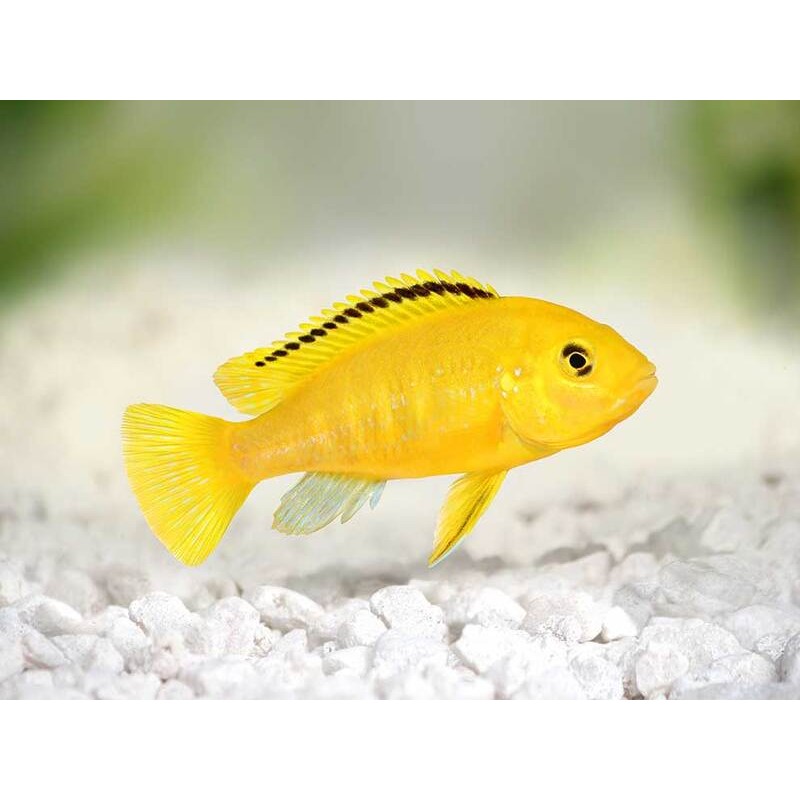 Labidochromis Caerules Yellow, pyszczaki, malawi, - 1