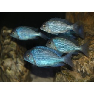 Cyrtocara Moorii, delfinki, pyszczaki, malawi, - 2