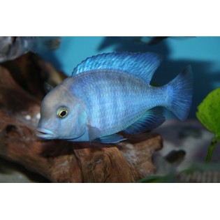 Cyrtocara Moorii, delfinki, pyszczaki, malawi, - 1