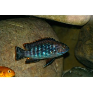 Tropheops sp. "Chilumba", pyszczaki, malawi, - 1