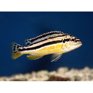 Melanochromis auratus, pyszczaki, malawi - 2
