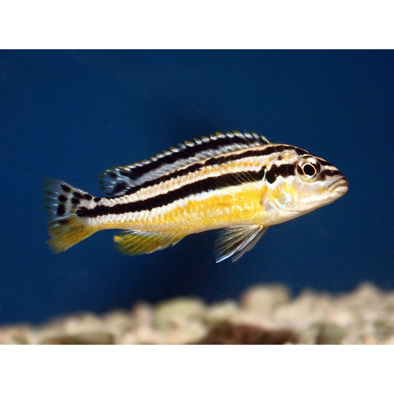 Melanochromis auratus, pyszczaki, malawi - 2