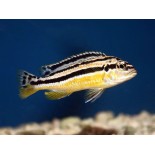 Melanochromis auratus, pyszczaki, malawi - 2