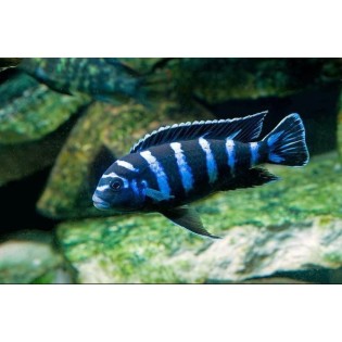 Chindongo demasoni, pyszczaki, malawi, - 3 Chindongo demasoni, pyszczaki, malawi, - 3