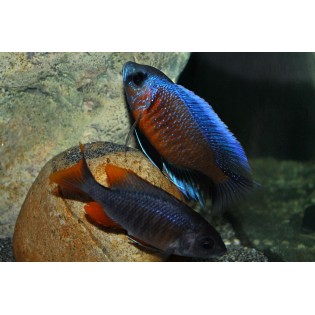 Copadichromis Borleyi, pyszczaki, malawi, - 3