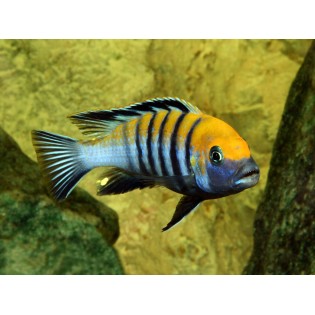 Cynotilapia zebroides afra "Cobue", pyszczaki, malawi, - 2