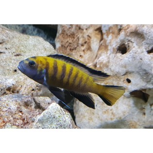 Pseudotropheus flavus, pyszczaki, malawi, - 1 Pseudotropheus flavus, pyszczaki, malawi, - 1