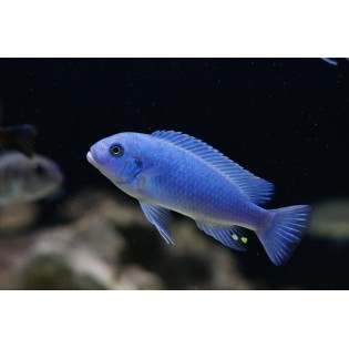 Metriaclima callainos, pyszczaki, malawi, - 1 Metriaclima callainos, pyszczaki, malawi, - 1
