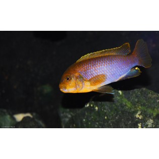 Lodotropheus Sprengerae, rdzawy, Pyszczaki, malawi - 1