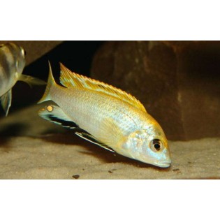Labidochromis sp. "perlmutt", pyszczaki, malawi, - 1 Labidochromis sp. "perlmutt", pyszczaki, malawi, - 1