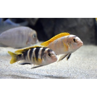 Labidochromis sp. "perlmutt", pyszczaki, malawi, - 2