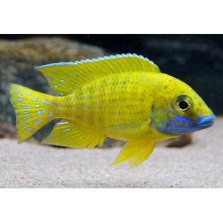 Alunocara baenschi, pyszczaki, malawi, - 2