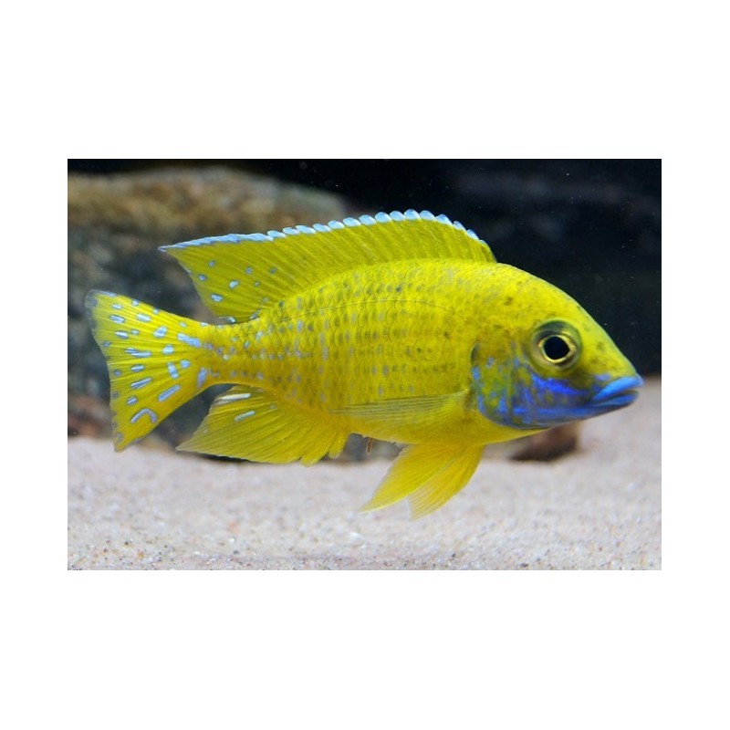 Alunocara baenschi, pyszczaki, malawi, - 2