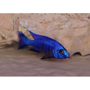 Alunocara nyassae, pyszczaki, malawi, - 2