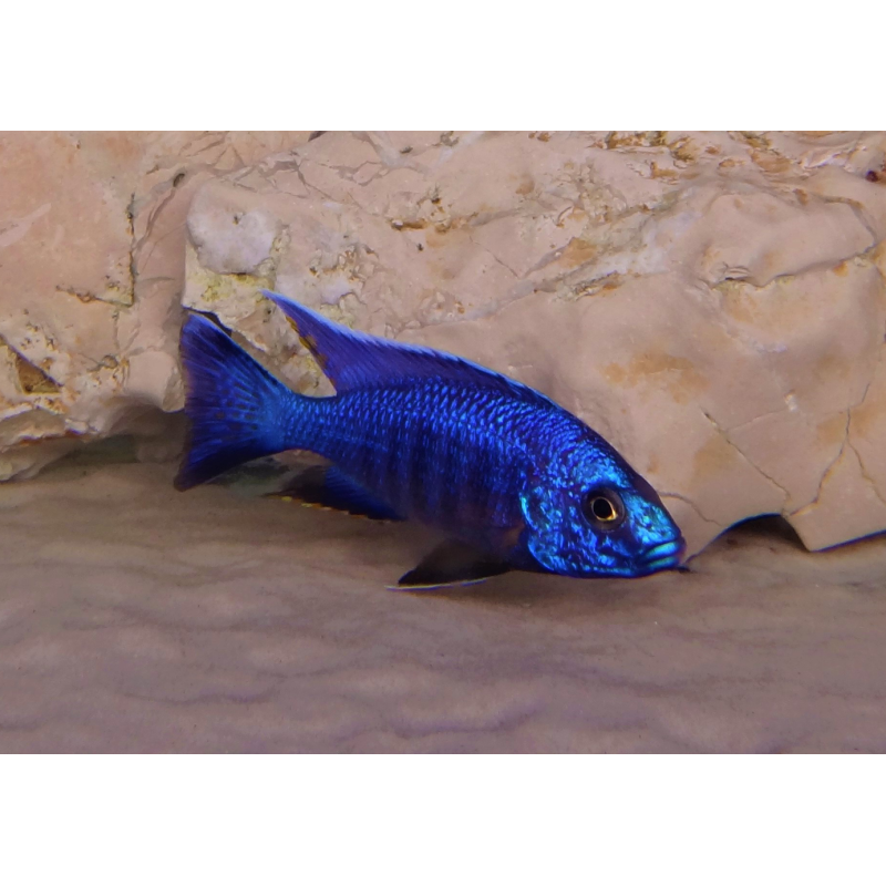 Alunocara nyassae, pyszczaki, malawi, - 2