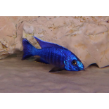 Alunocara nyassae, pyszczaki, malawi, - 2