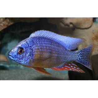 Protomelas sp. Steveni Taiwan, pyszczaki, malawi, - 2