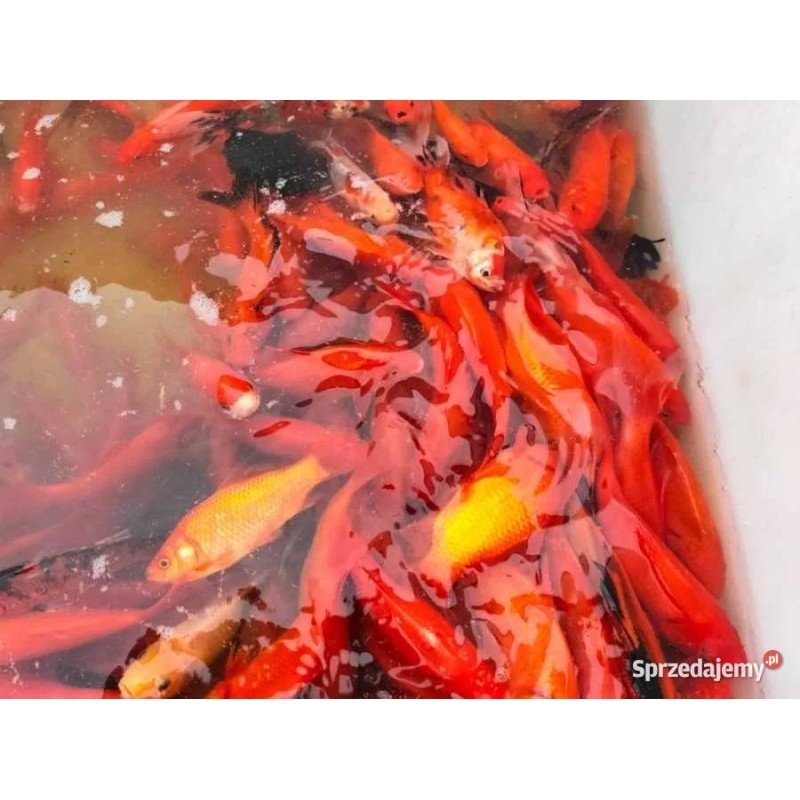 karaś złoty, czerwony 10-13 cm, Ryby, oczko wodne, - 1