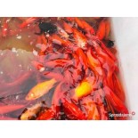 karaś złoty, czerwony 10-13 cm, Ryby, oczko wodne, - 1