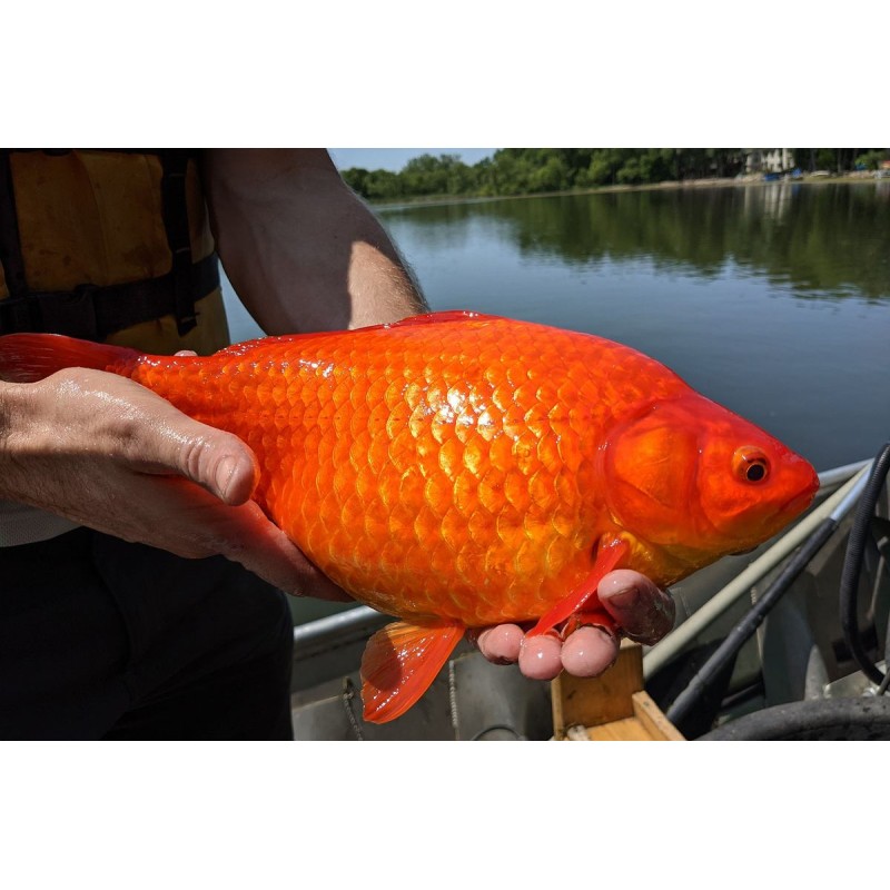 karaś złoty, czerwony 10-13 cm, Ryby, oczko wodne, - 2