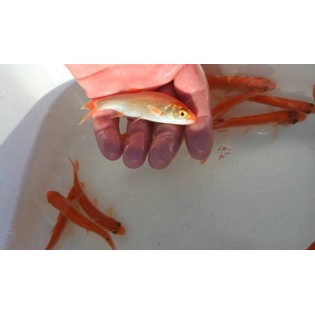 złota orfa w oczku wodnym ryba stawowa