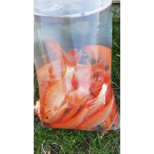 Złota orfa (Leuciscus idus var. orfus) 10-15 cm, Ryby, oczko wodne, - 2