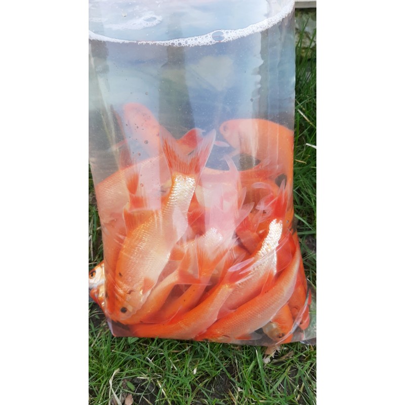 złota orfa ryba do oczka wodnego i stawu 10-12 cm