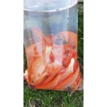 złota orfa ryba do oczka wodnego i stawu 10-12 cm