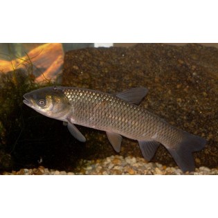 Amur (Ctenopharyngodon idella) 10 cm, Ryby, oczko wodne, - 1