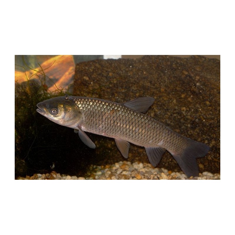 Amur (Ctenopharyngodon idella) 10 cm, Ryby, oczko wodne, - 1