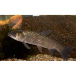 Amur (Ctenopharyngodon idella) 10 cm, Ryby, oczko wodne, - 1