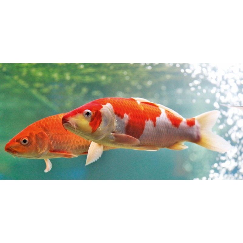 Karp koi 10 -15cm, oczko wodne, - 1