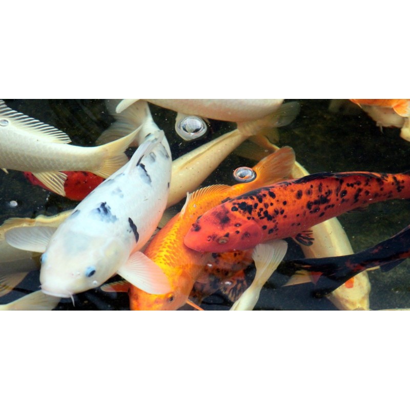 Karp koi 10 -15cm, oczko wodne, - 2