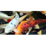 Karp koi 10 -15cm, oczko wodne, - 2 Karp koi 10 -15cm, oczko wodne, - 2