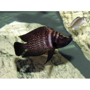 Altrolamprologus calvus black, Ryby, tanganika, - 1 Altrolamprologus calvus black, Ryby, tanganika, - 1