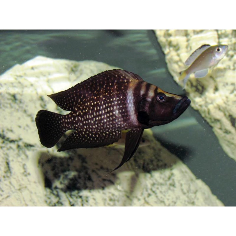 Altrolamprologus calvus black, Ryby, tanganika, - 1