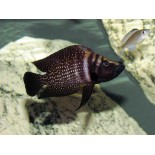 Altrolamprologus calvus black, Ryby, tanganika, - 1 Altrolamprologus calvus black, Ryby, tanganika, - 1