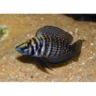 Altrolamprologus calvus black, Ryby, tanganika, - 2