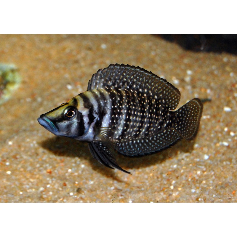 Altrolamprologus calvus black, Ryby, tanganika, - 2