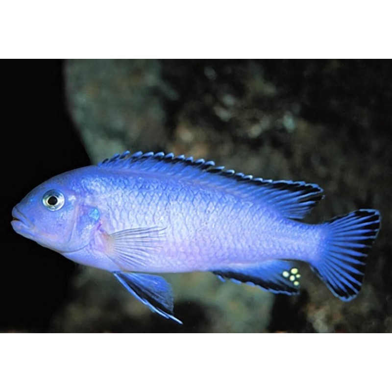 Pseudotropheus socolofi, pyszczaki, malawi, - 1