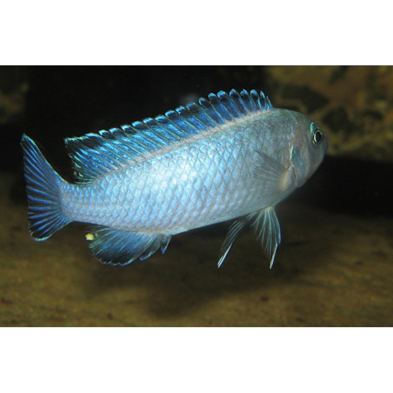 Pseudotropheus socolofi, pyszczaki, malawi, - 2