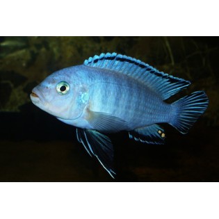 Pseudotropheus socolofi, pyszczaki, malawi, - 3