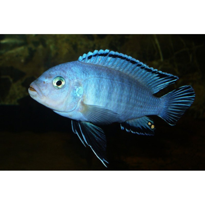 Pseudotropheus socolofi, pyszczaki, malawi, - 3