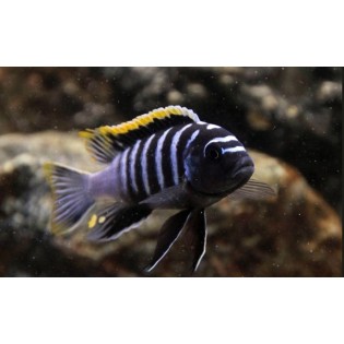Cynotilapia Zebroides Red Top Likoma, pyszczaki, malawi, - 1