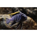 Cynotilapia Zebroides Red Top Likoma, pyszczaki, malawi, - 1 Cynotilapia Zebroides Red Top Likoma, pyszczaki, malawi, - 1