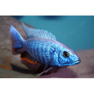 Sciaenochromis  fryeri, pyszczaki, malawi, - 1