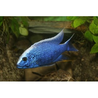 Sciaenochromis  fryeri, pyszczaki, malawi, - 2 Sciaenochromis  fryeri, pyszczaki, malawi, - 2