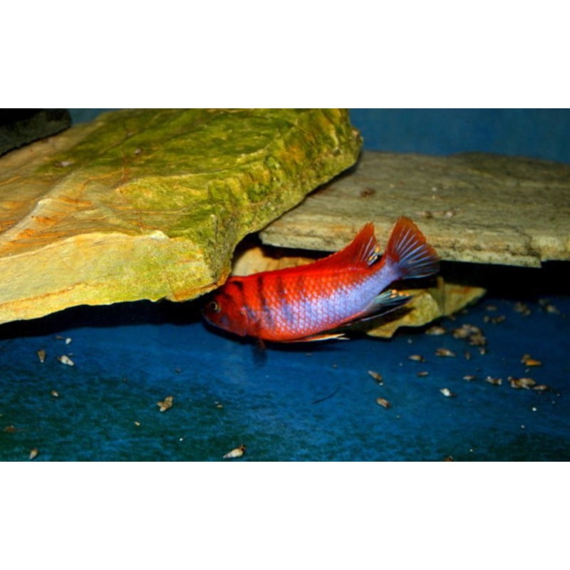 Labidochromis hongi sveden, pyszczaki, malawi, - 2