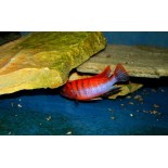 Labidochromis hongi sveden, pyszczaki, malawi, - 2 Labidochromis hongi sveden, pyszczaki, malawi, - 2