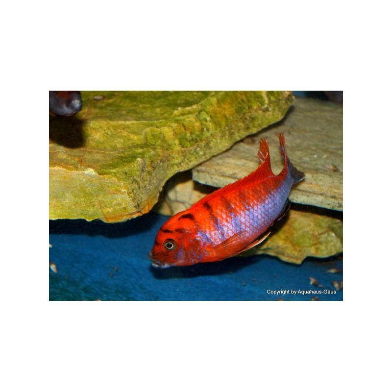Labidochromis hongi sveden, pyszczaki, malawi, - 3